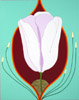 Purple Tulip